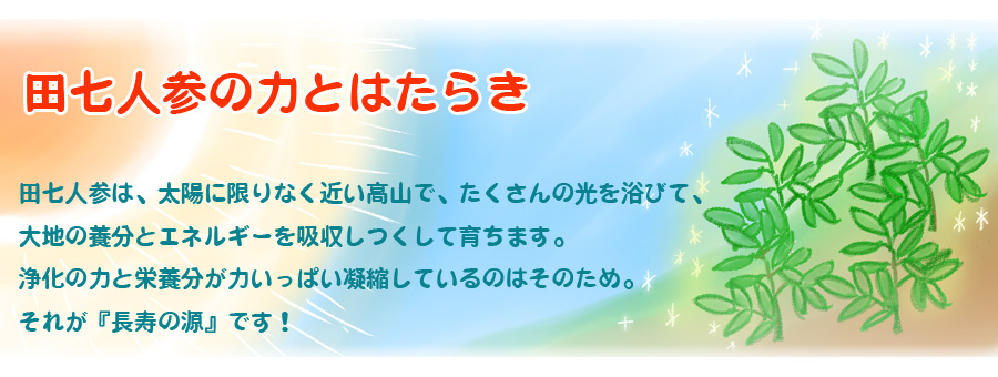 田七人参の力とはたらき