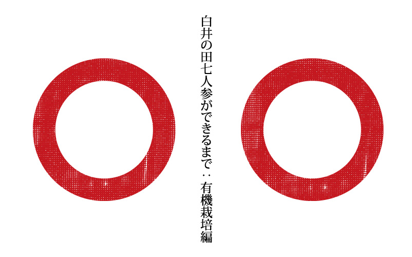白井の田七人参ができるまで：有機栽培編