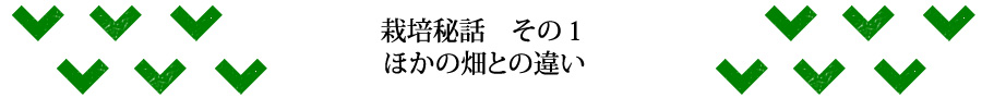 栽培秘話その１　ほかの畑との違い