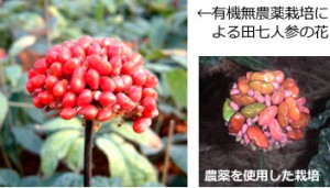 田七人参_花_有機